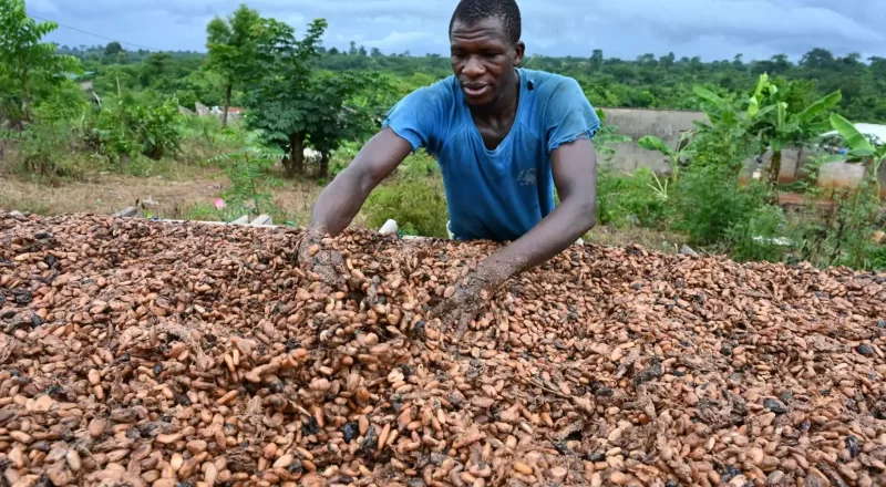 cacao