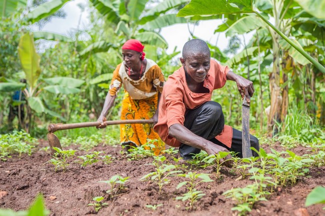 agriculture malienne